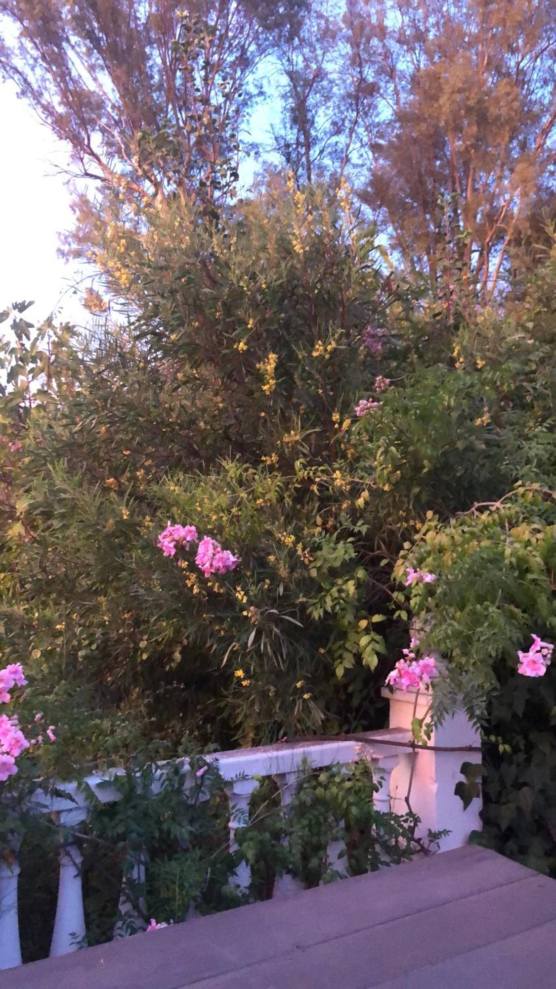 Finca El Rio,, La Casita One Of 2 Self Catering Studios. Pool And Hydrotherapy Jacuzzi Малага Екстер'єр фото